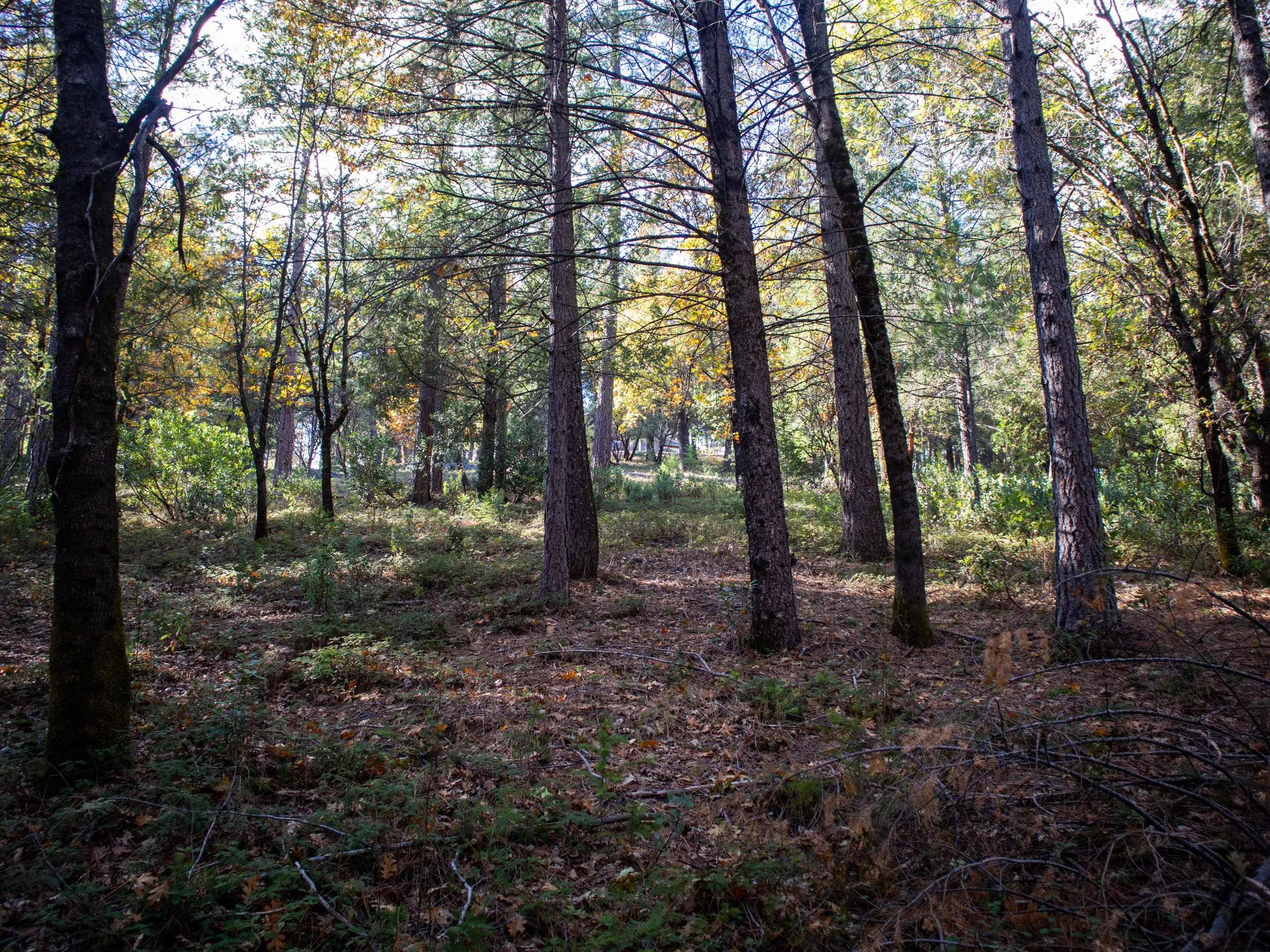 Your Own 10-Acre Forest Oasis