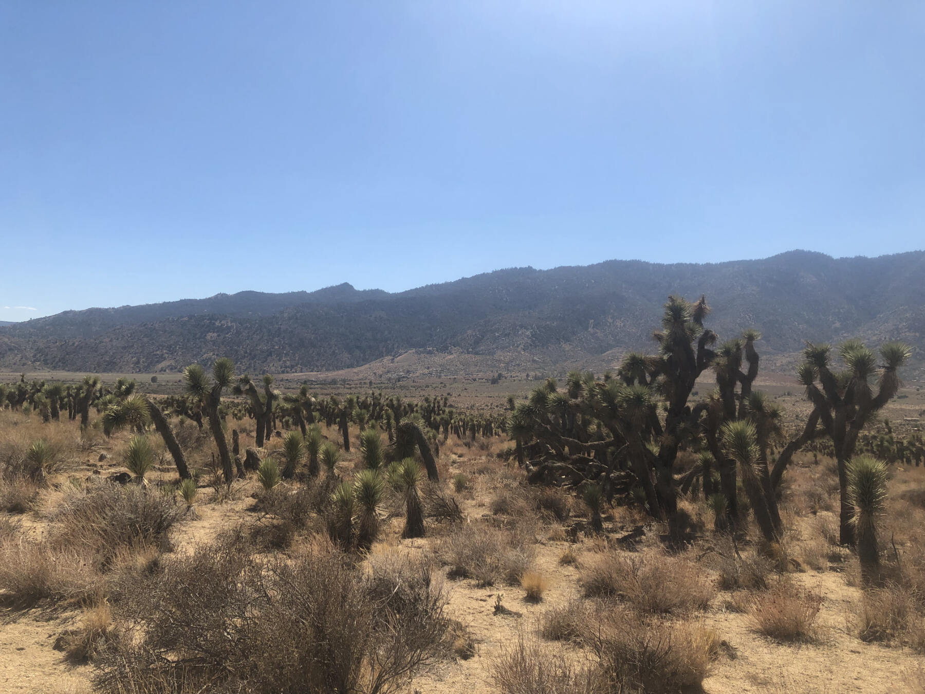 Find Your Oasis in the Joshua Trees